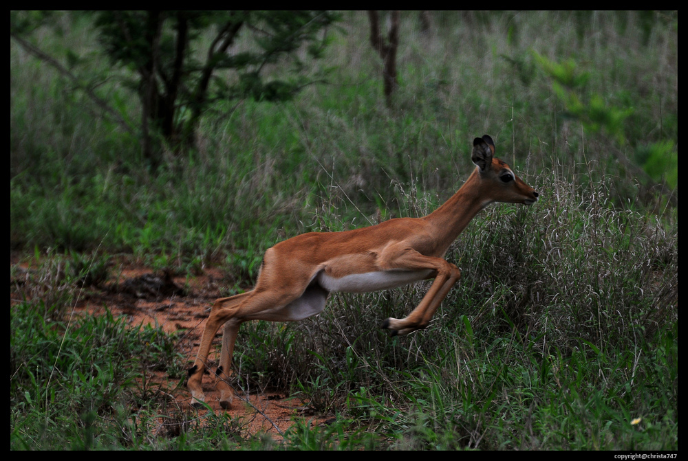 Impala