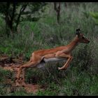 Impala