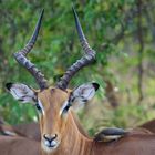 Impala Dominant Male