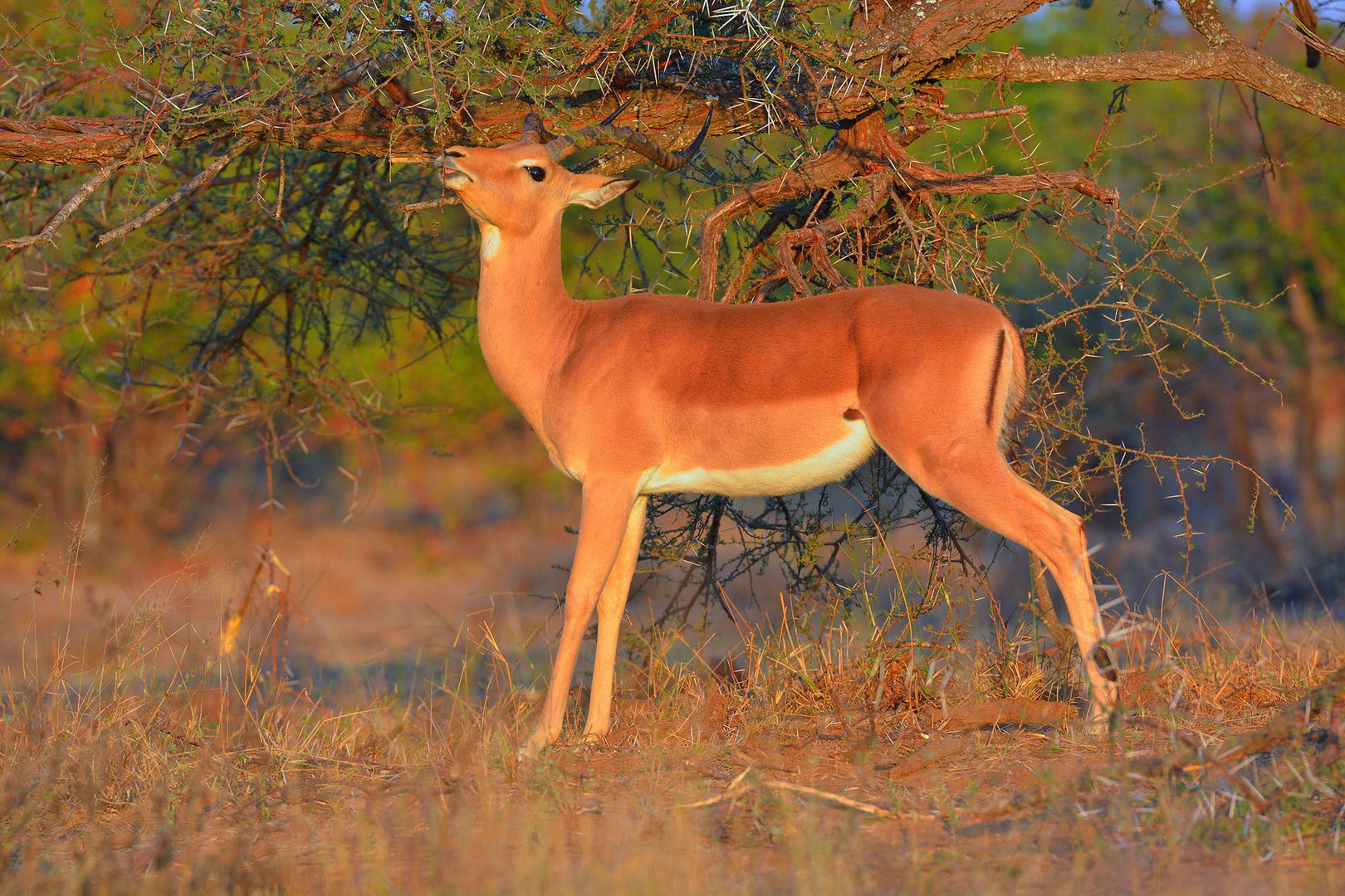 Impala