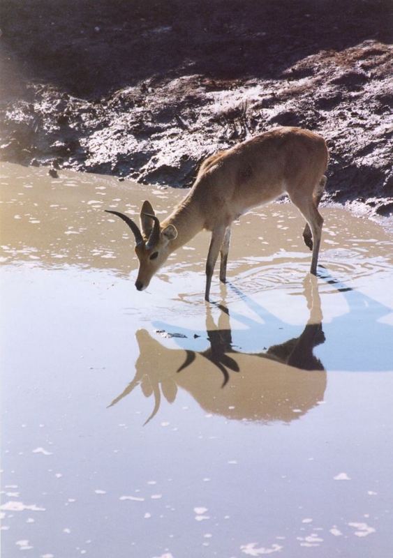 Impala