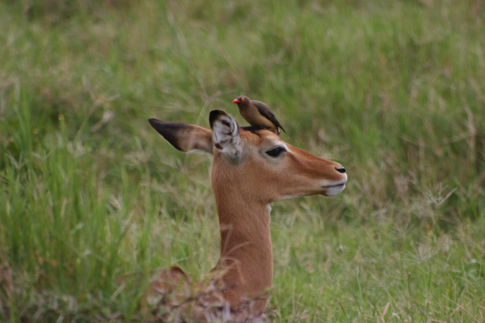 impala et pique-boeuf