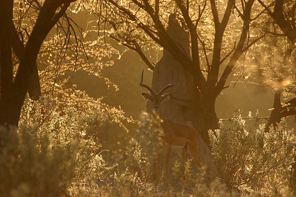 Impala @ evening light