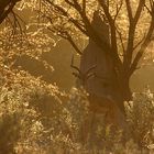 Impala @ evening light