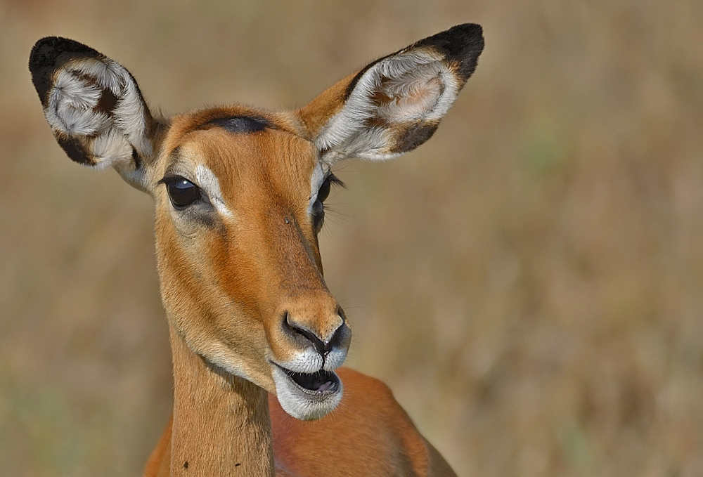 impala ewe