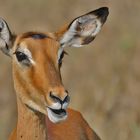 impala ewe