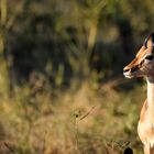 Impala