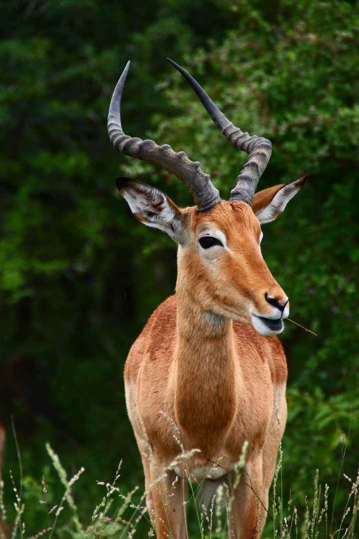 Impala