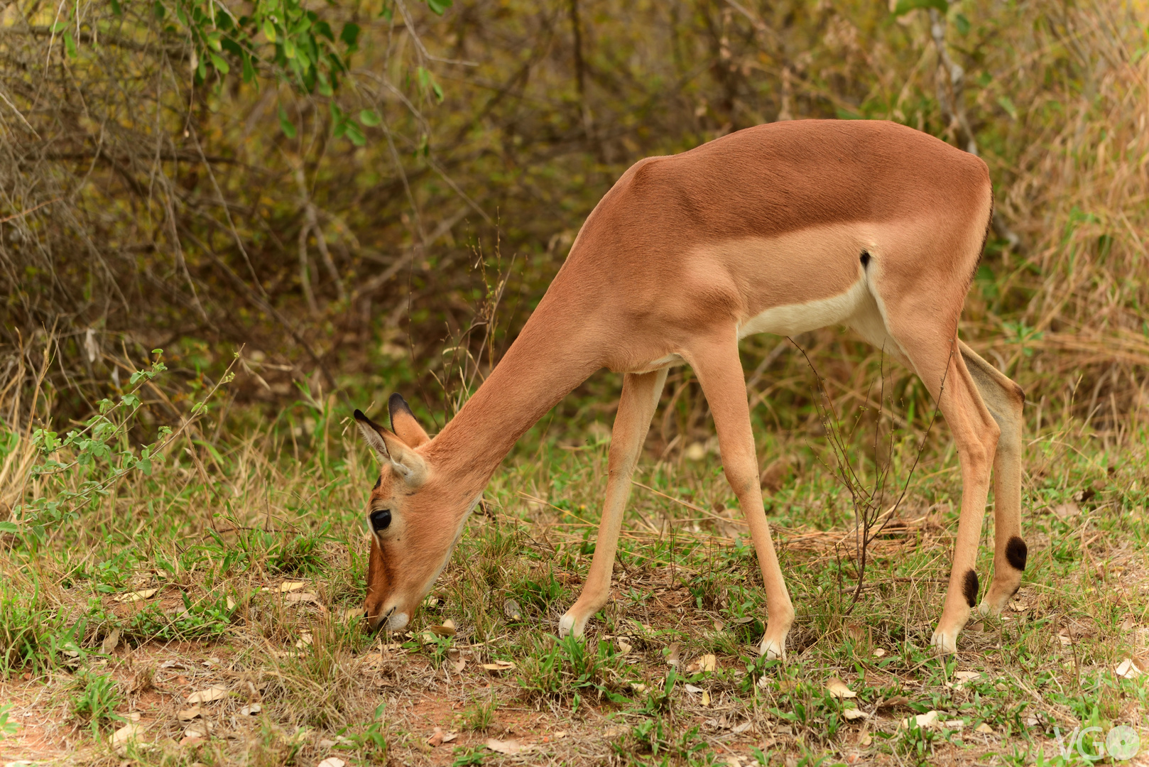 Impala