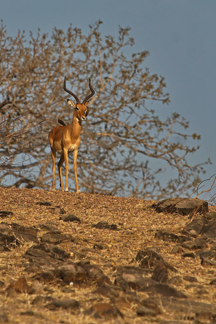 Impala