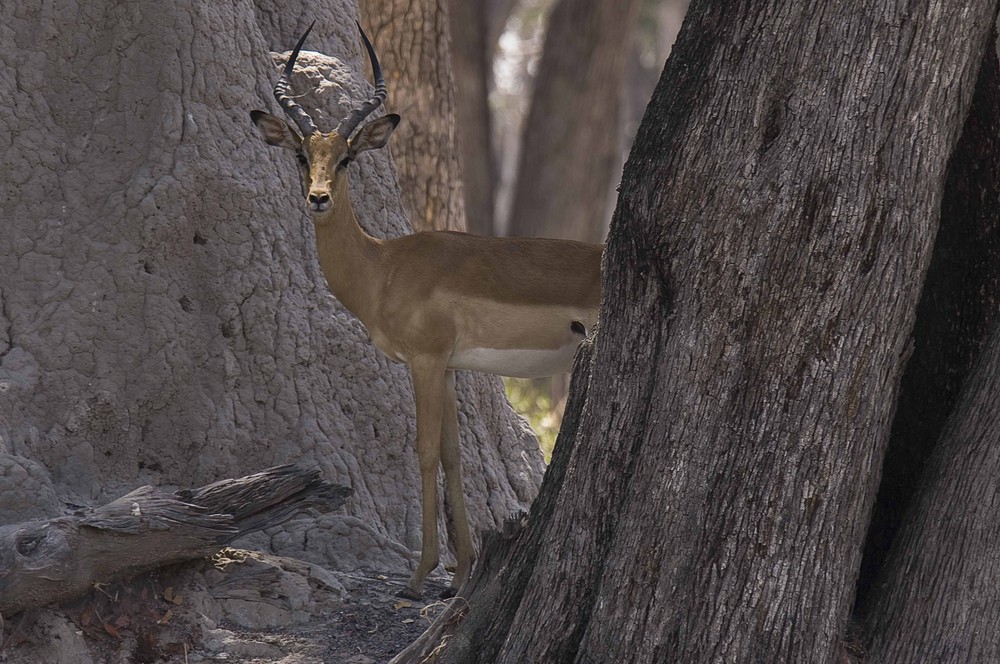 Impala