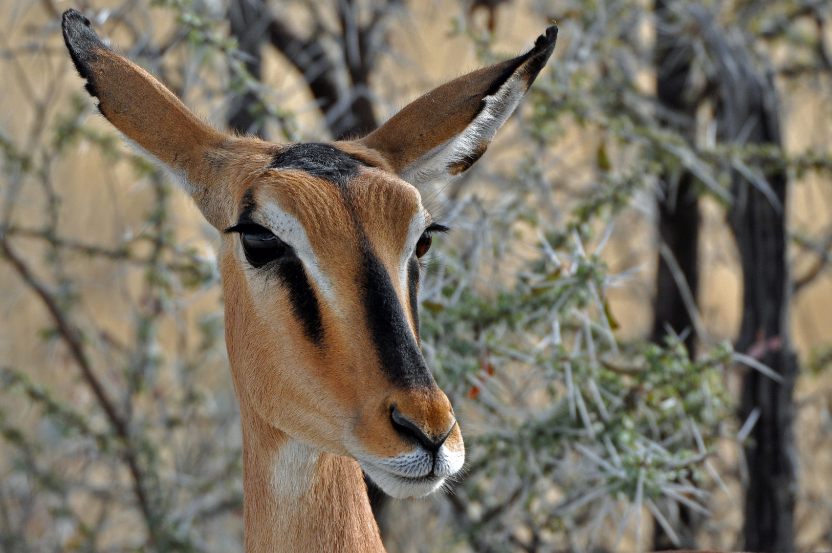 Impala - find ich schön