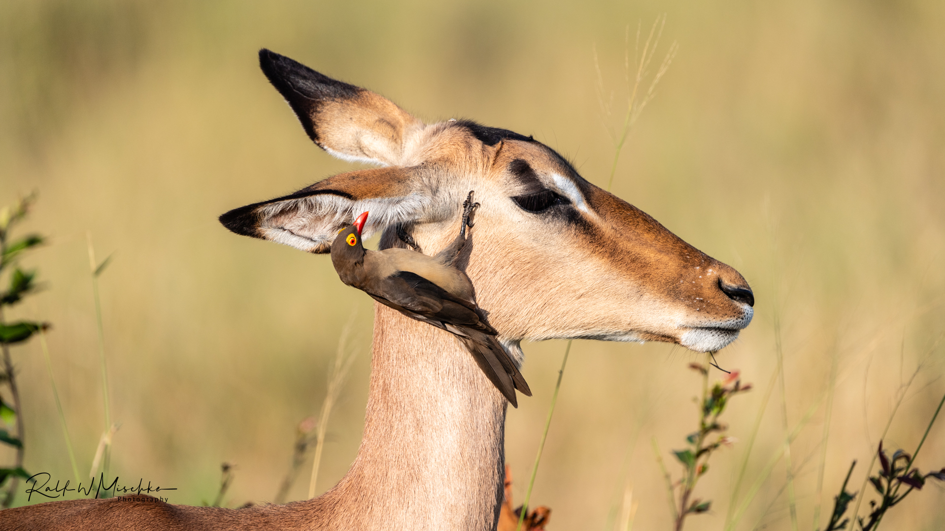 Impala-Flüsterer