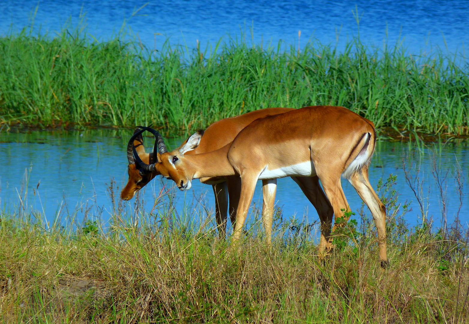 Impala-geraufe am Chobe-river