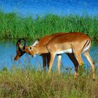 Impala-geraufe am Chobe-river