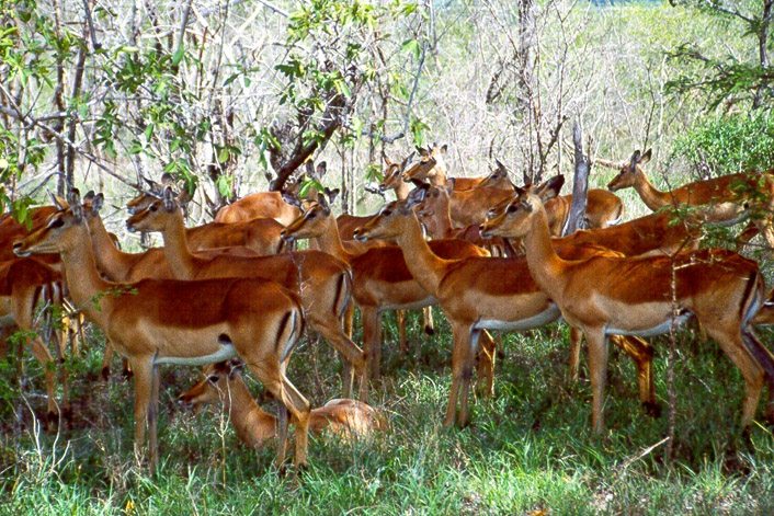 Impala-Harem