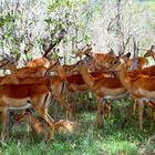 Impala-Harem