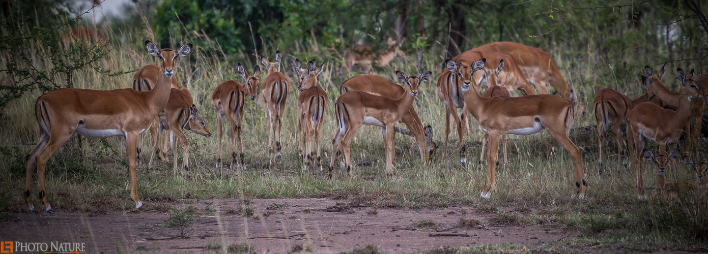 Impala Herd