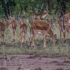 Impala Herd