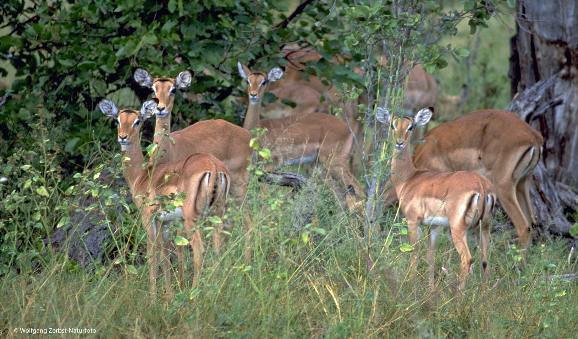 --- Impala Herde in Tansania Serengeti ---