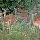 --- Impala Herde in Tansania Serengeti ---