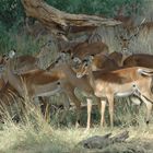 Impala-Herde - Samburu NP - Kenya