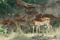 Impala-Herde - Samburu NP - Kenya