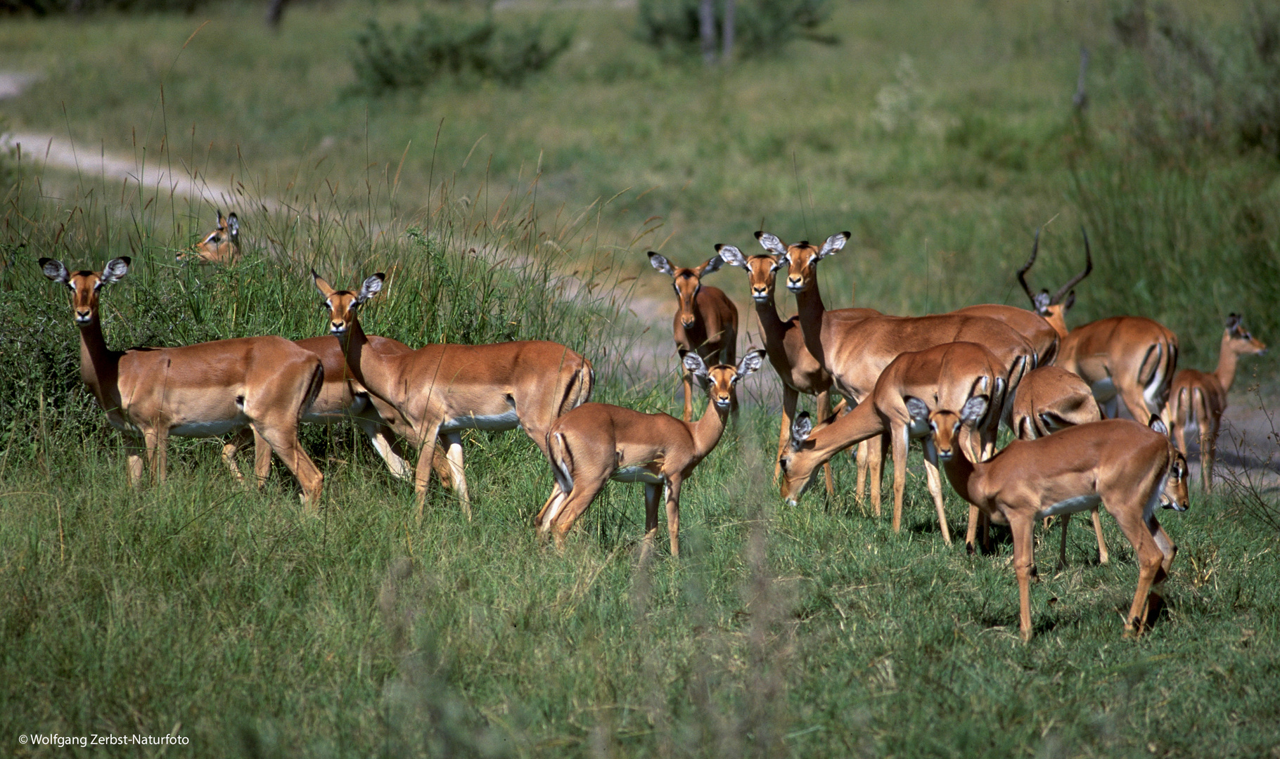 --- Impala-Herde, Tansania Serengeti ---