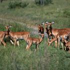 --- Impala-Herde, Tansania Serengeti ---