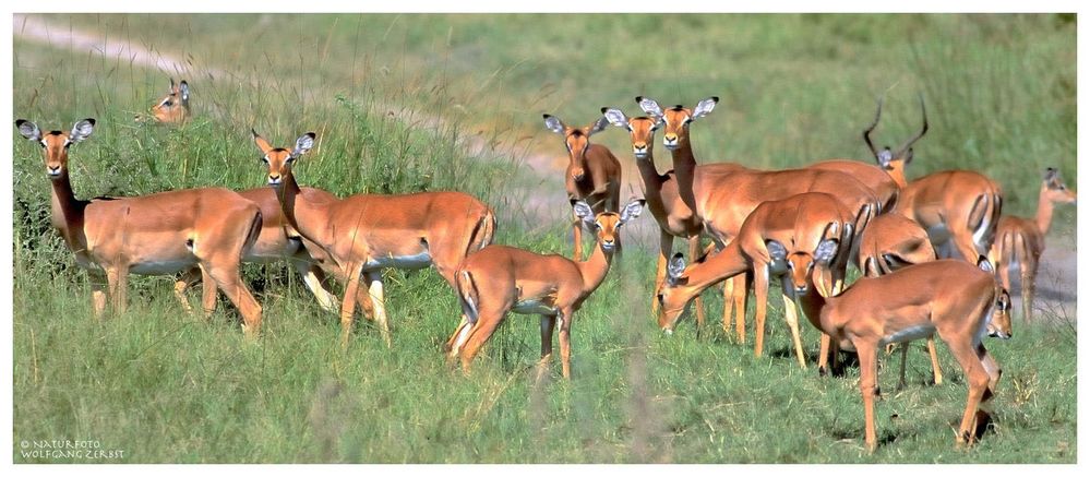 --- Impala Herde --- Tansaniea-Serengeti.