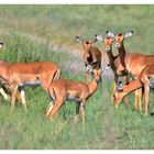--- Impala Herde --- Tansaniea-Serengeti.