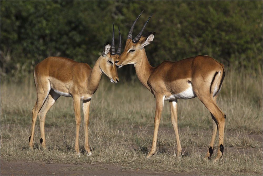 Impala "Ich mag dich"