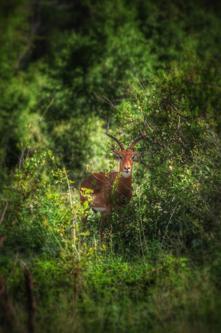 Impala im Busch...