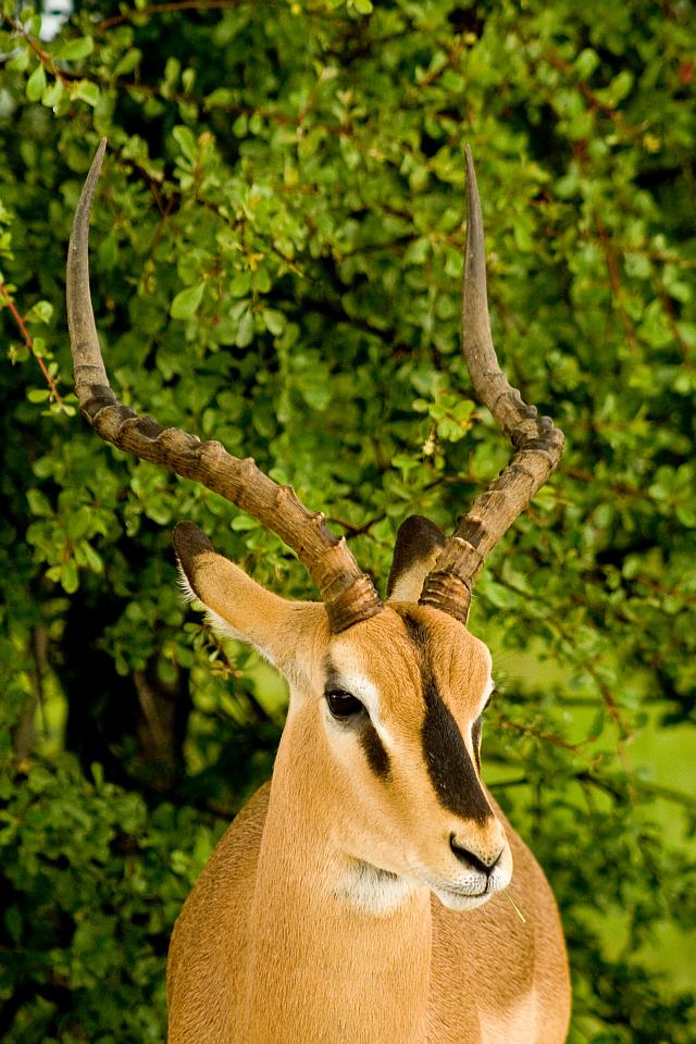 Impala im Etosha NP Namibia