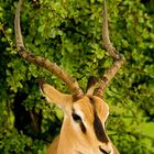 Impala im Etosha NP Namibia