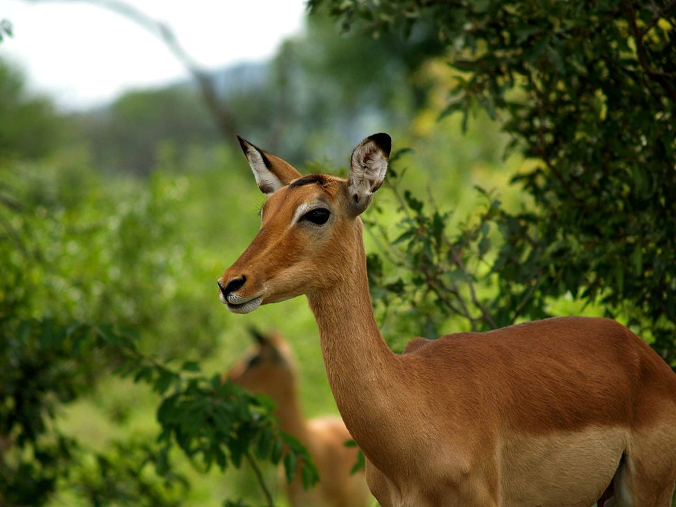 Impala im Krueger Nationalpark