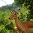 Impala im Krueger Nationalpark