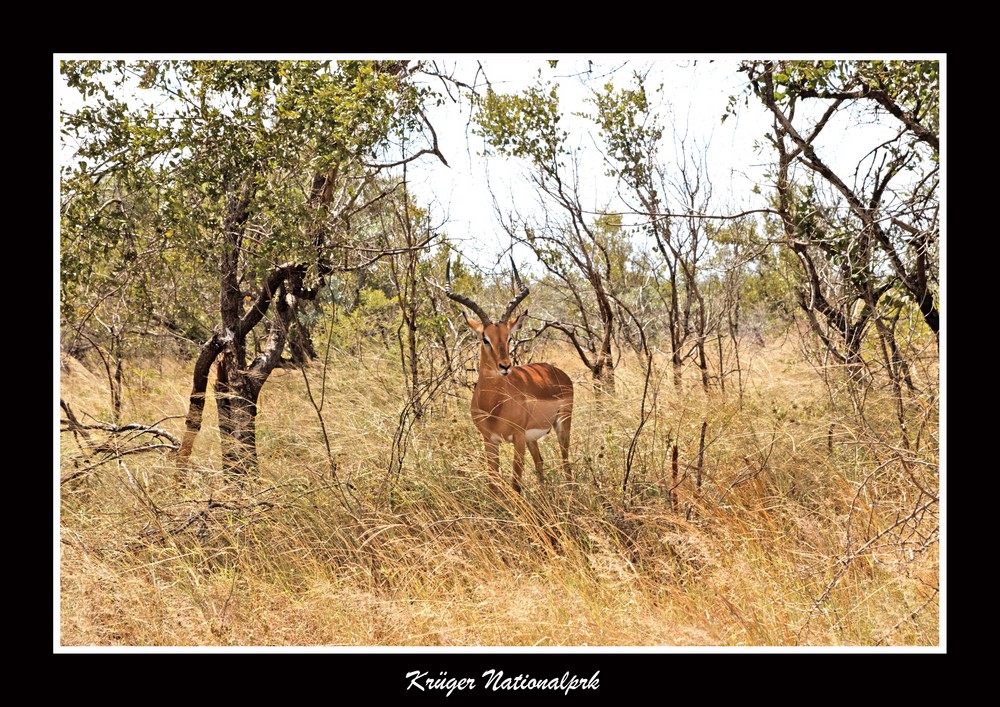 Impala im Krüger Park