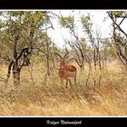 Impala im Krüger Park