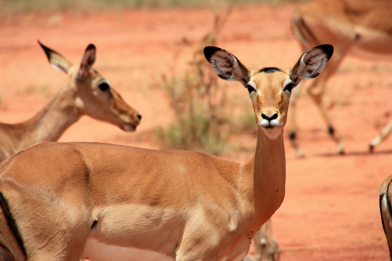 Impala im Nationalpark Tsavo Ost