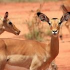 Impala im Nationalpark Tsavo Ost