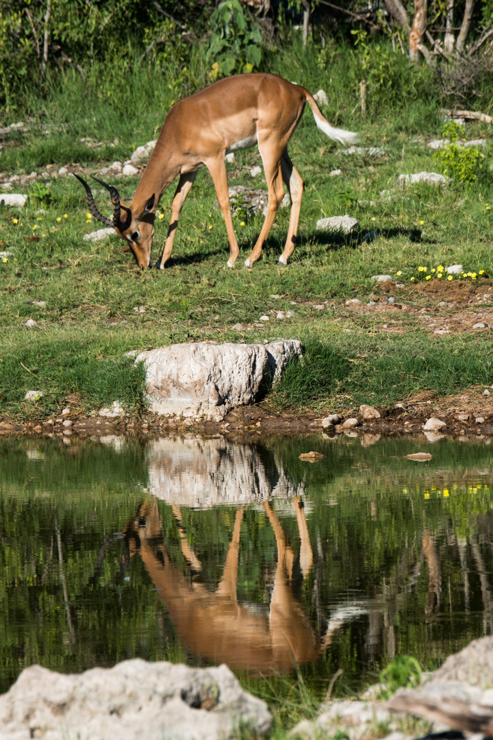 Impala im Okavango Delta