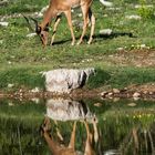 Impala im Okavango Delta