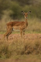 Impala im Regen