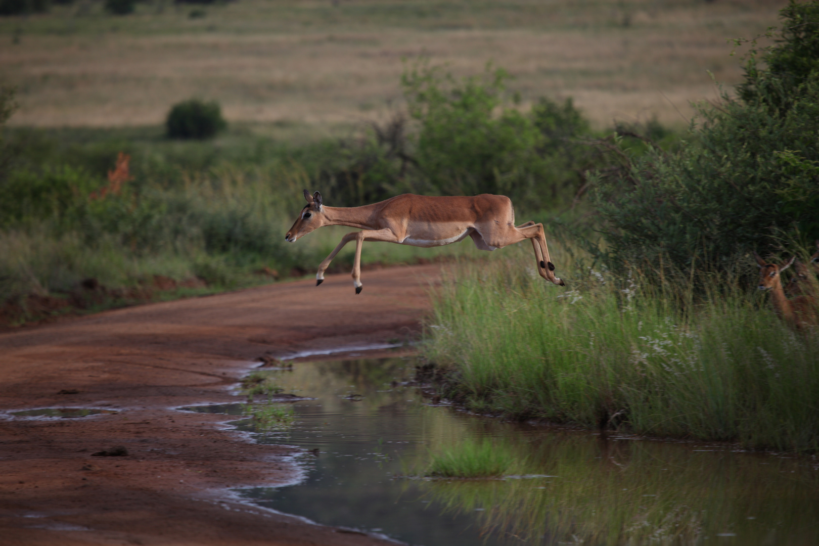 Impala im Sprung