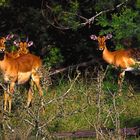 Impala im Wald .....