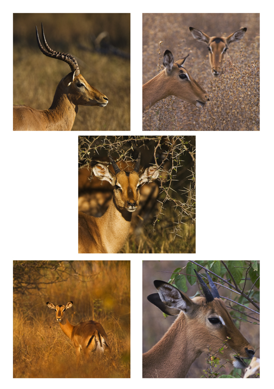 Impala Impressions