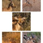 Impala Impressions