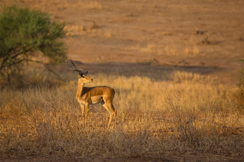 Impala in der Abendsonne