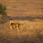 Impala in der Abendsonne